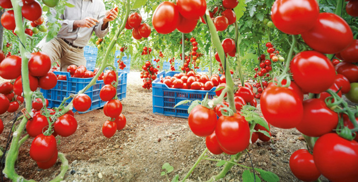 Nouveau record pour les exportations marocaines de tomates avec 1 milliard de dollars en 2023